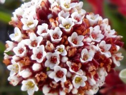 Crassula setulosa var. rubra flowers